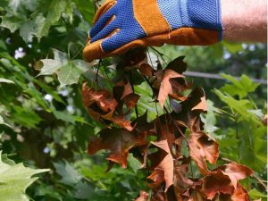 Lire la suite à propos de l’article Taches de feuilles brunes sur les arbres – couleur d’automne, dégâts de cigales ou autre chose ?