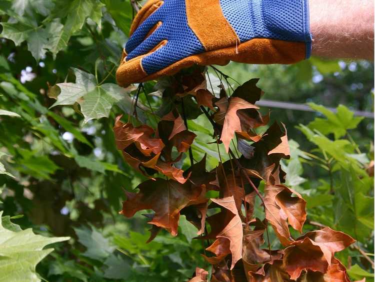 You are currently viewing Taches de feuilles brunes sur les arbres – couleur d’automne, dégâts de cigales ou autre chose ?