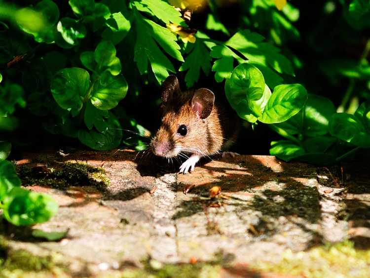 Lire la suite à propos de l’article Souris dans le jardin : conseils pour se débarrasser des souris