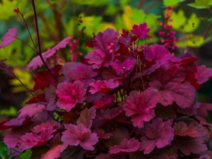 Lire la suite à propos de l’article Ajoutez une touche de rouge à votre lit de jardin – 5 plantes au fabuleux feuillage rouge