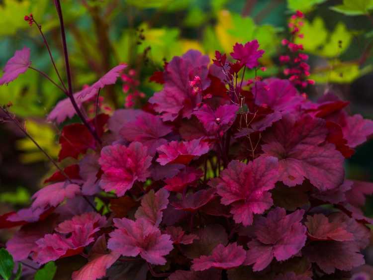 Lire la suite à propos de l’article Ajoutez une touche de rouge à votre lit de jardin – 5 plantes au fabuleux feuillage rouge