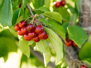 Lire la suite à propos de l’article Plantez un jardin de fruits rouges : cultiver des fruits à chair rouge