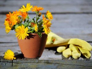 Lire la suite à propos de l’article Cultiver du calendula dans un récipient : comment conserver une plante de calendula en pot