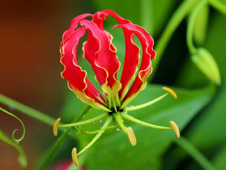 You are currently viewing Plantation de lys Gloriosa : Conseils pour faire pousser une plante de lys grimpant