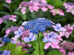 Lire la suite à propos de l’article Arbustes d'hortensia Lacecap – Comment faire pousser une plante d'hortensia Bluebird