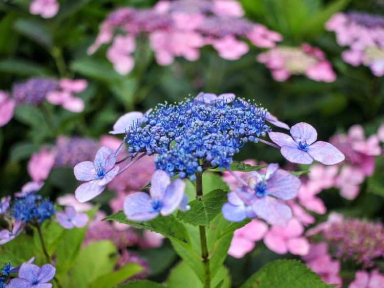 You are currently viewing Arbustes d'hortensia Lacecap – Comment faire pousser une plante d'hortensia Bluebird