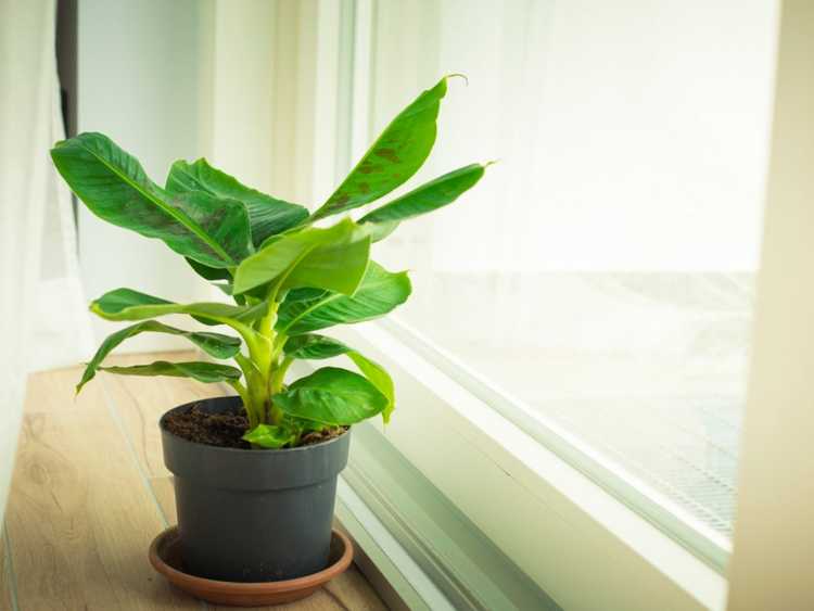 You are currently viewing Plante d'intérieur de bananier – Prendre soin d'un bananier à l'intérieur