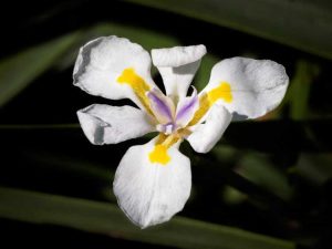 Lire la suite à propos de l’article Cultiver une plante d'iris Dietes: informations sur le soin des fleurs Dietes