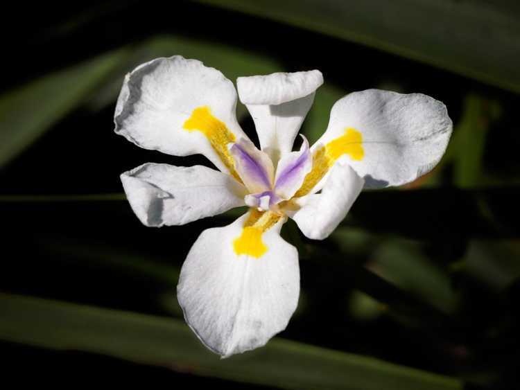 You are currently viewing Cultiver une plante d'iris Dietes: informations sur le soin des fleurs Dietes