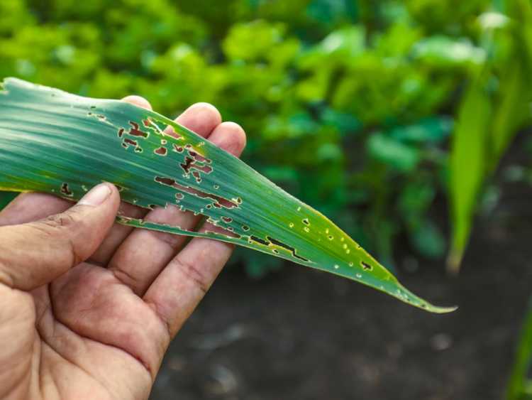 Lire la suite à propos de l’article Entretien des plantes endommagées : informations sur la récupération des plantes blessées