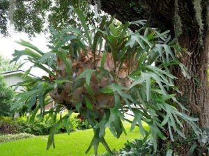 Lire la suite à propos de l’article Problèmes liés aux plantes de fougère staghorn: comment traiter une fougère staghorn malade