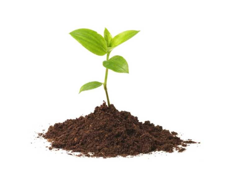 Lire la suite à propos de l’article Mélange de culture sans sol : informations sur la préparation d'un mélange sans sol pour les graines