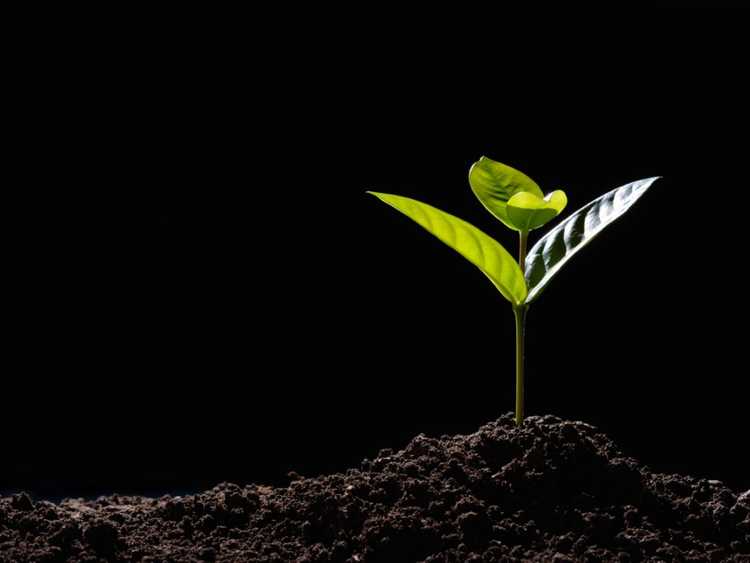 You are currently viewing Qu'est-ce qu'une plante spontanée : découvrez les plantes spontanées dans les jardins