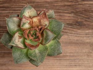 Lire la suite à propos de l’article Sauver les plantes succulentes mourantes – Comment réparer ma plante succulente mourante