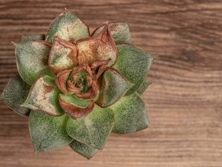 You are currently viewing Sauver les plantes succulentes mourantes – Comment réparer ma plante succulente mourante