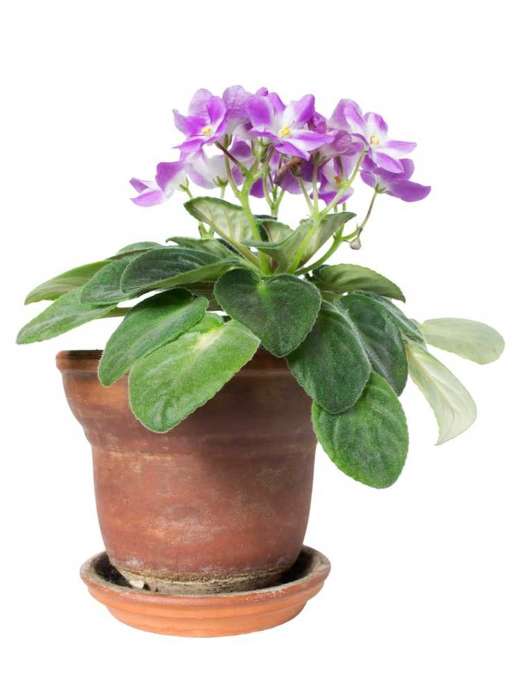 You are currently viewing Plantes violettes en pot : conseils pour cultiver des violettes dans des conteneurs