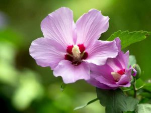 Lire la suite à propos de l’article Plantes compagnes de la rose de Sharon: que planter près de la rose de Sharon