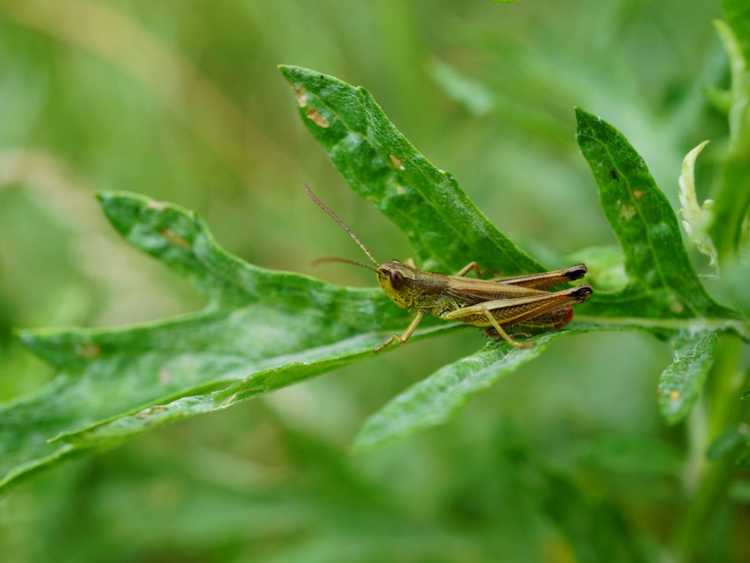 You are currently viewing Qu'est-ce que Nomesa Locustae : Utiliser Nomesa Locustae dans le jardin