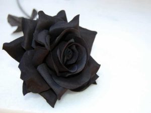 Lire la suite à propos de l’article Roses noires et bleues – Le mythe du rosier bleu et du rosier noir