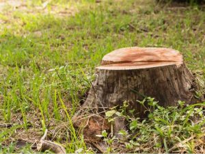 Lire la suite à propos de l’article Informations sur la façon de se débarrasser des souches d'arbres