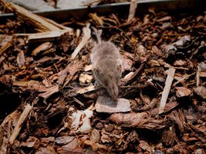 Lire la suite à propos de l’article Les souris aiment-elles le paillis : comment se débarrasser des souris dans le paillis de jardin