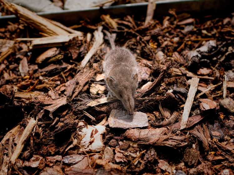 You are currently viewing Les souris aiment-elles le paillis : comment se débarrasser des souris dans le paillis de jardin