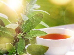 Lire la suite à propos de l’article Jardins de tisanes : comment utiliser les plants de thé pour un jardin