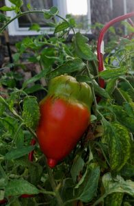 Lire la suite à propos de l’article Qu'est-ce qui rend les tomates rouges