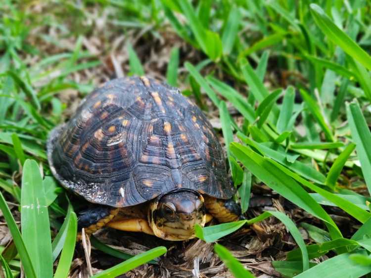 Lire la suite à propos de l’article Attirer les tortues : comment attirer les tortues dans le jardin et les étangs