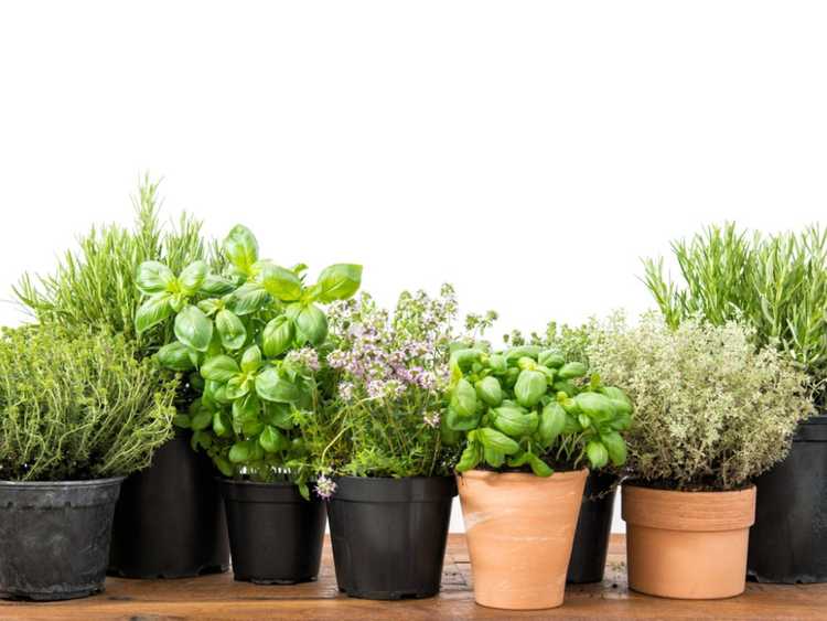 Lire la suite à propos de l’article Herbes en pot : cultiver des herbes dans des conteneurs