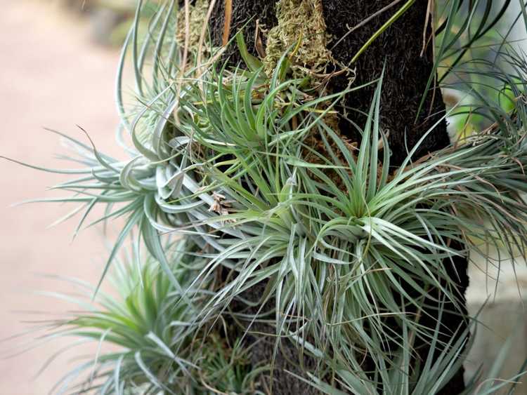 You are currently viewing Propagation des plantes aériennes: que faire avec les chiots de plantes aériennes