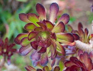 Lire la suite à propos de l’article Informations sur les succulentes du Mardi Gras : Comment faire pousser une plante d'Aeonium du Mardi Gras