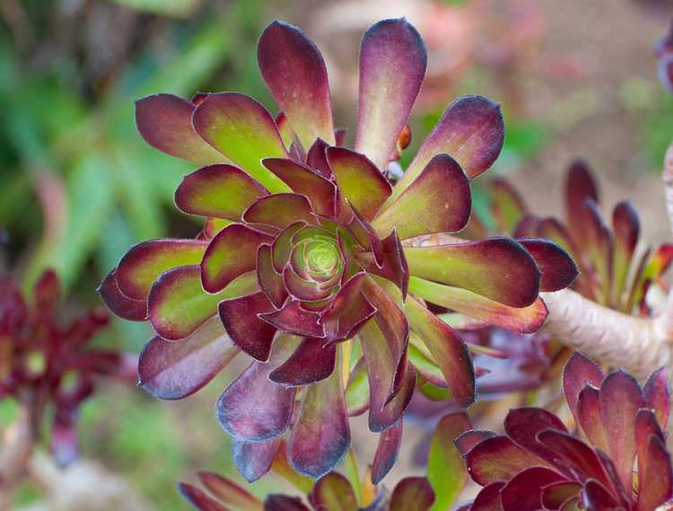 You are currently viewing Informations sur les succulentes du Mardi Gras : Comment faire pousser une plante d'Aeonium du Mardi Gras