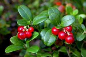 Lire la suite à propos de l’article Que sont les airelles rouges : conseils pour cultiver des plantes d'airelles rouges