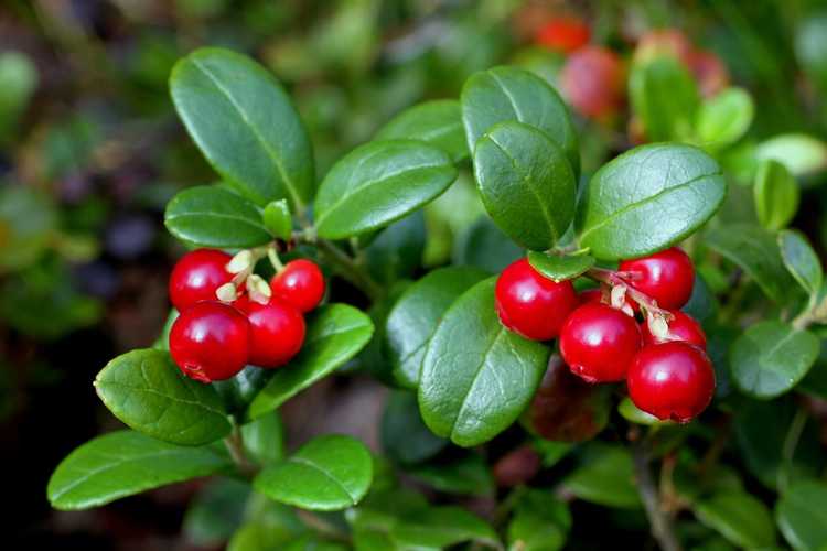 You are currently viewing Que sont les airelles rouges : conseils pour cultiver des plantes d'airelles rouges