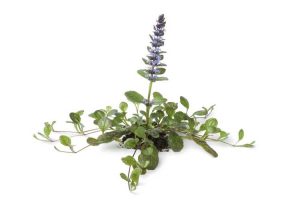 Lire la suite à propos de l’article Propagation des plantes Ajuga – Comment propager des plantes de Bugleweed