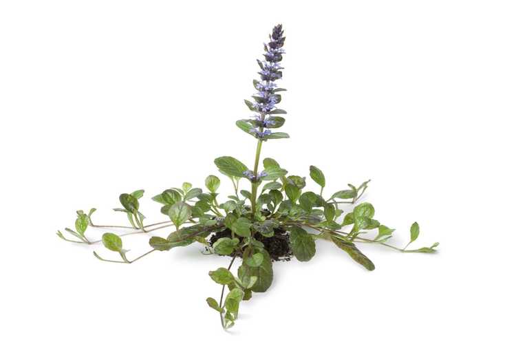 You are currently viewing Propagation des plantes Ajuga – Comment propager des plantes de Bugleweed