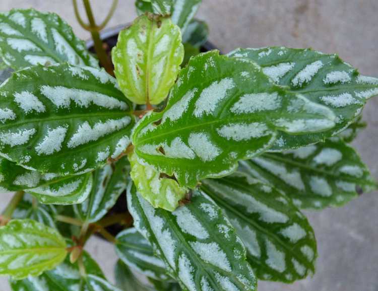 You are currently viewing Entretien des plantes en aluminium – Conseils pour cultiver des plantes en aluminium à l'intérieur