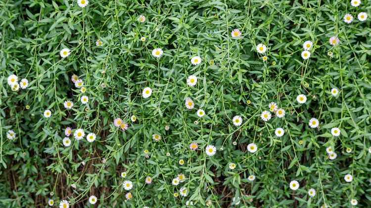 Lire la suite à propos de l’article Entretien des plantes Heath Aster – Apprenez à cultiver des Heath Asters dans les jardins