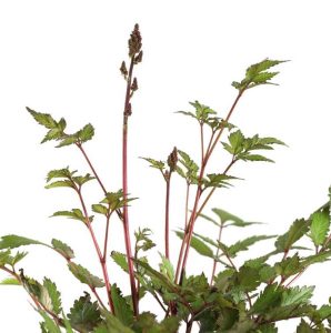 Lire la suite à propos de l’article Astilbe ne fleurira pas : raisons pour lesquelles Astilbe ne fleurira pas