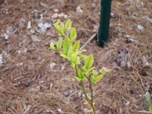 Lire la suite à propos de l’article Raisons de la chlorose des bleuets – Conseils sur le traitement de la chlorose des bleuets