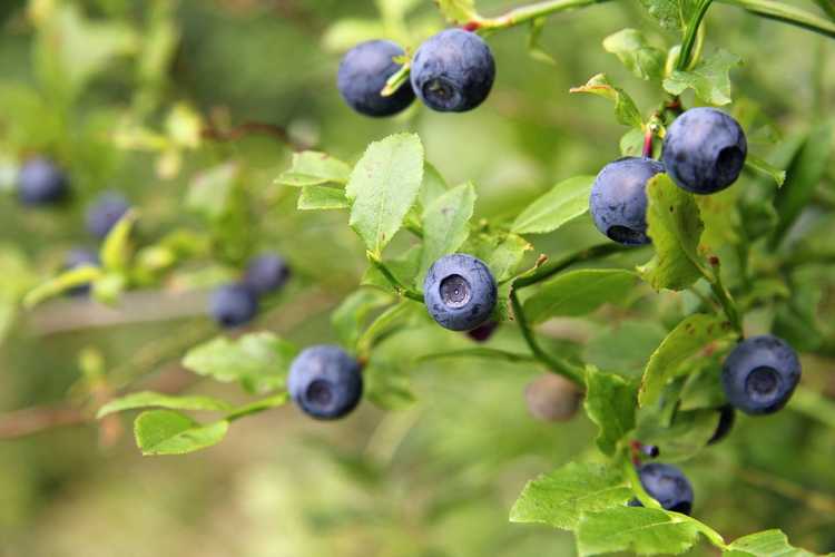 You are currently viewing Fertilisation des bleuets – En savoir plus sur l'engrais pour myrtilles