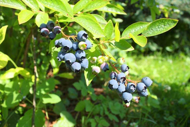 You are currently viewing Entretien des plants de bleuets en corymbe : Comment faire pousser des plants de bleuets en corymbe