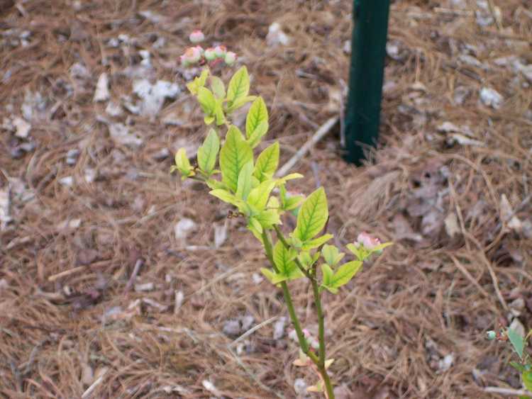 You are currently viewing Raisons de la chlorose des bleuets – Conseils sur le traitement de la chlorose des bleuets