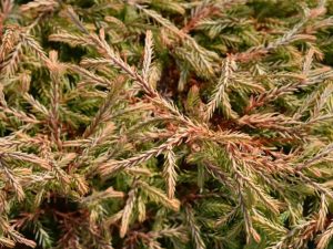 Lire la suite à propos de l’article Mr. Bowling Ball Arborvitae: Conseils pour cultiver une plante Mr. Bowling Ball