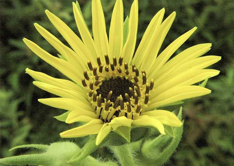 Lire la suite à propos de l’article Informations sur l'usine Compass: Conseils sur les utilisations des plantes Compass dans les jardins