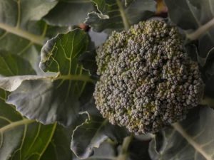 Lire la suite à propos de l’article Plantes de brocoli Waltham 29 – Cultiver du brocoli Waltham 29 dans le jardin