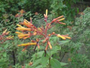 Lire la suite à propos de l’article Semis de graines de Firebush : Quand planter des graines de Firebush