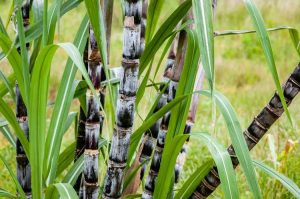 Lire la suite à propos de l’article Plantes de canne à sucre résistantes au froid : pouvez-vous cultiver de la canne à sucre en hiver