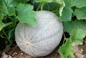 Lire la suite à propos de l’article Le bon moment pour cueillir un cantaloup – Comment et quand cueillir du cantaloup